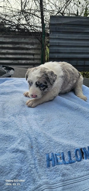 Border collie kiskutyák - kép 3