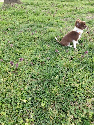 Törzskönyvezett csivava kislány  - kép 2