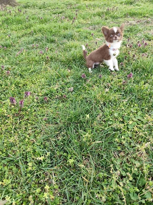 Törzskönyvezett csivava kislány  - kép 5