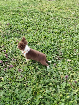 Törzskönyvezett csivava kislány  - kép 3