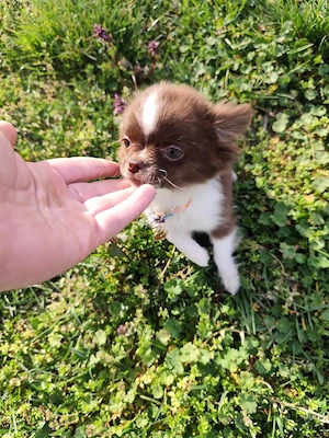 Törzskönyvezett csivava kislány  - kép 6