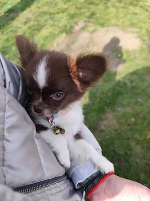 Törzskönyvezett csivava kislány  - kép 7