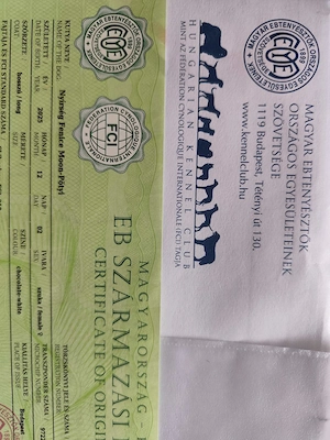 Törzskönyvezett csivava kislány  - kép 8