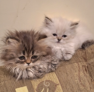 Gyönyörű perzsa kiscicák eladók! - kép 3