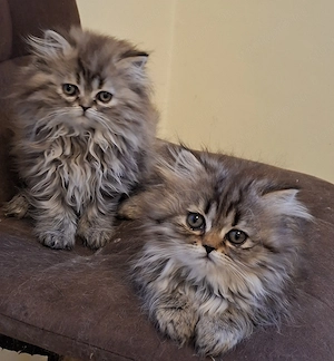 Gyönyörű perzsa kiscicák eladók! - kép 2
