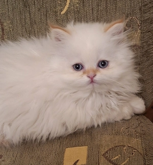 Gyönyörű perzsa kiscicák eladók! - kép 5