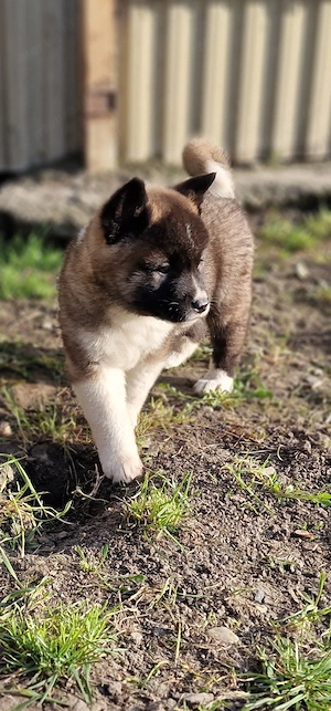 Amerikai Akita - kép 3