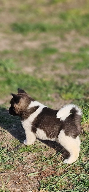 Amerikai Akita - kép 2