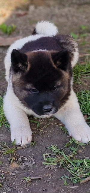 Amerikai Akita