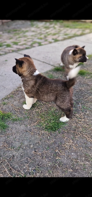 Amerikai Akita - kép 4