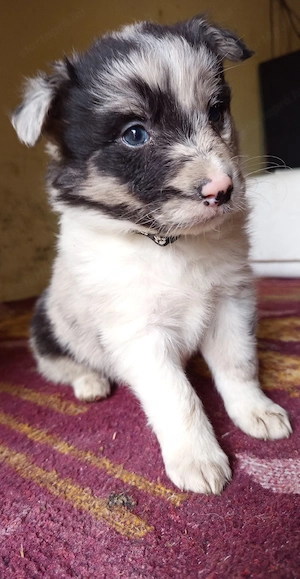 Border Collie fajtatiszta jellegű kiskutyák ingyen elvihetők 