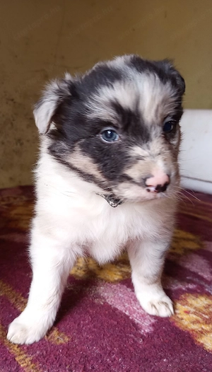 Border Collie fajtatiszta jellegű kiskutyák ingyen elvihetők  - kép 2