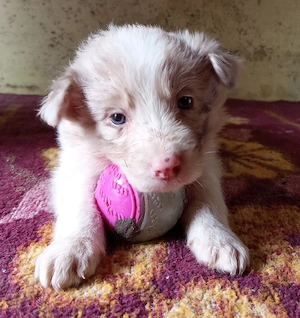 Border Collie fajtatiszta jellegű kiskutyák ingyen elvihetők  - kép 4