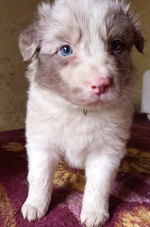 Border Collie fajtatiszta jellegű kiskutyák ingyen elvihetők  - kép 3