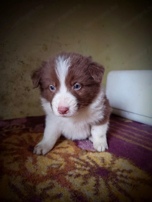 Border Collie fajtatiszta jellegű kiskutyák ingyen elvihetők  - kép 6