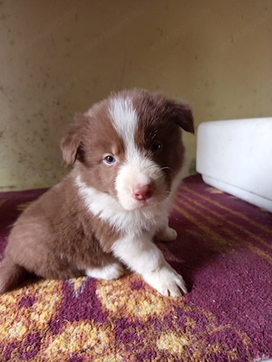 Border Collie fajtatiszta jellegű kiskutyák ingyen elvihetők  - kép 7