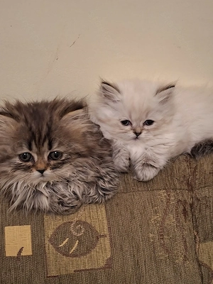 Gyönyörű perzsa kiscicák eladók! - kép 7