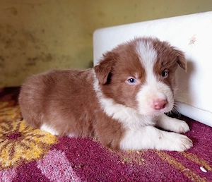 Border Collie fajtatiszta jellegű kiskutyák ingyen elvihetők  - kép 5