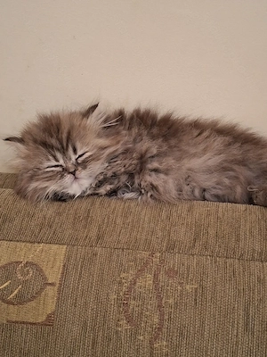 Gyönyörű perzsa kiscicák eladók! - kép 6