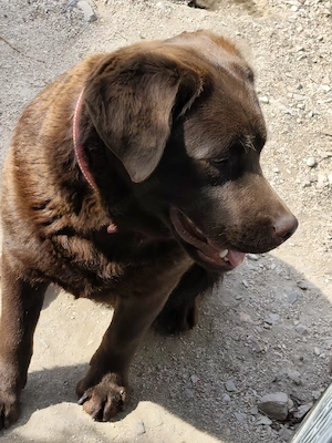 Csoki Labrador szuka - kép 5