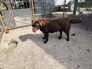 Csoki Labrador szuka - kép 3