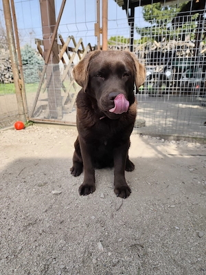 Csoki Labrador szuka - kép 2