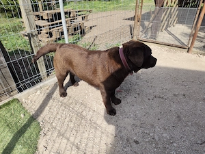 Csoki Labrador szuka - kép 4