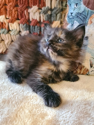 Törzskönyvezett szülőktől Maine Coon babyk foglalhatók! - kép 6