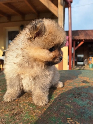 Német spitz kutya kölykök  - kép 2
