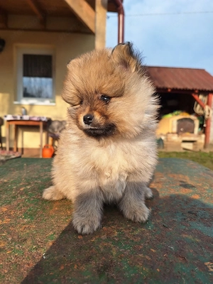 Német spitz kutya kölykök  - kép 3