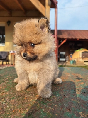 Német spitz kutya kölykök  - kép 4