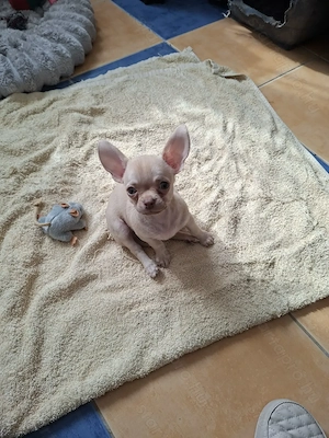 Mini csivava kisfiú törzskönyvel.12 hetes. - kép 4