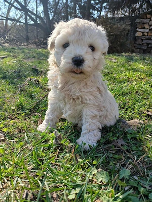 Fehér puli kölykök kiváló minőségben eladók