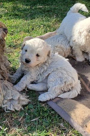 Fehér puli kölykök kiváló minőségben eladók - kép 2