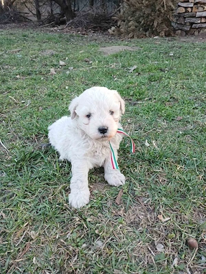 Fehér puli kölykök kiváló minőségben eladók - kép 6
