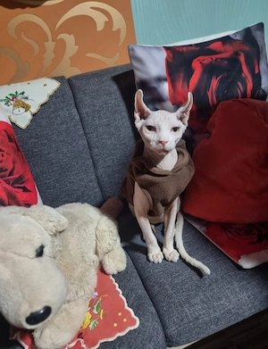 Szfinx macska eladó. Törzskönyvezett,csippelt. - kép 7