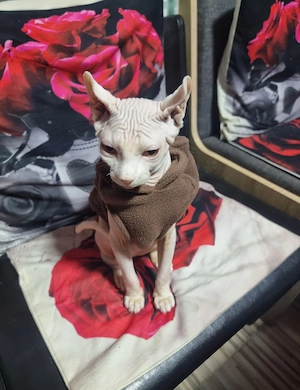 Szfinx macska eladó. Törzskönyvezett,csippelt. - kép 9