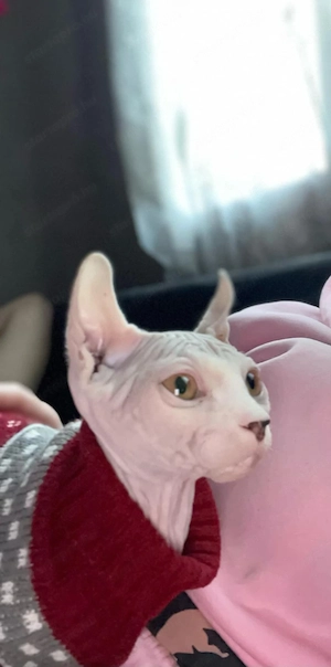 Szfinx macska eladó. Törzskönyvezett,csippelt. - kép 5