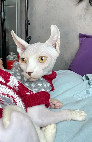 Szfinx macska eladó. Törzskönyvezett,csippelt. - kép 8