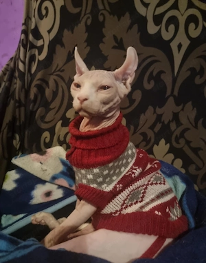 Szfinx macska eladó. Törzskönyvezett,csippelt. - kép 4