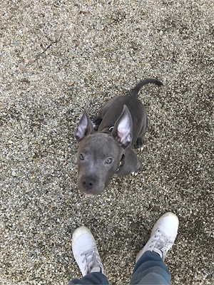 americai bully classic - kép 2