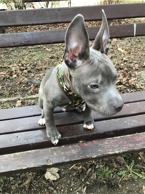 americai bully classic