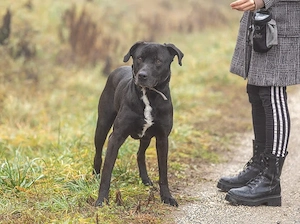 Bigbogyó kutyus gazdira vár  - kép 5