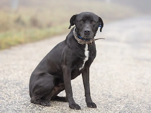 Bigbogyó kutyus gazdira vár 