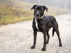 Bigbogyó kutyus gazdira vár  - kép 2