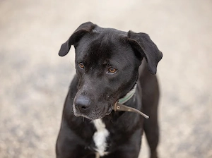 Bigbogyó kutyus gazdira vár  - kép 3