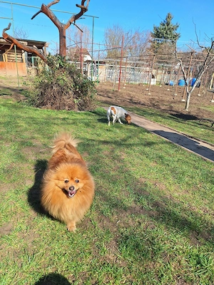Felnőtt kisspiccek, kis spitz eladó