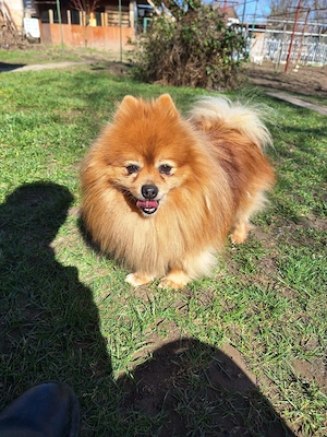 Felnőtt kisspiccek, kis spitz eladó - kép 2