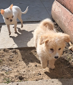 Maltipó kislány máshol játszana! - kép 3