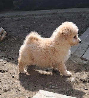 Maltipó kislány máshol játszana! - kép 2